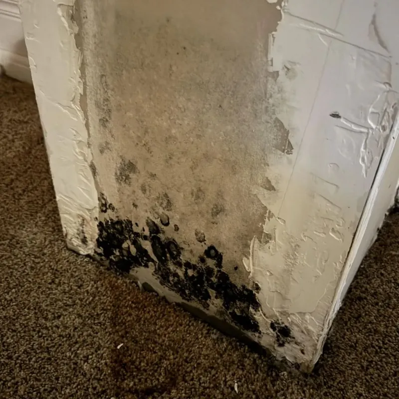Professional Mold Removal in Joshua Tree, CA